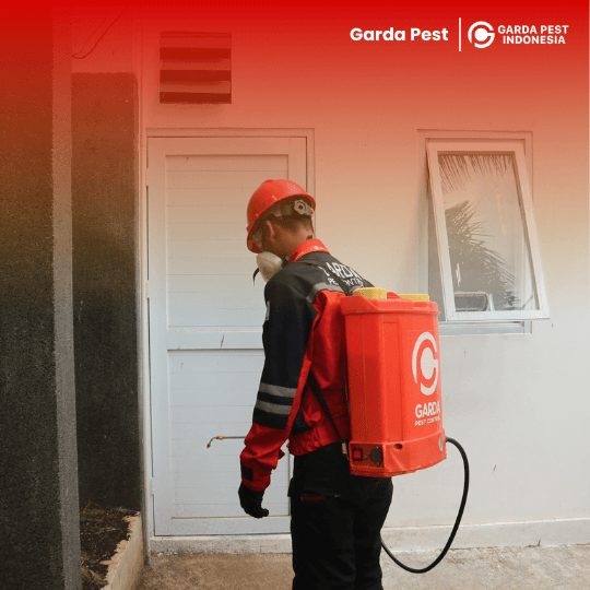 Jasa Pembasmi Kutu Kucing di Bandung : Bergaransi