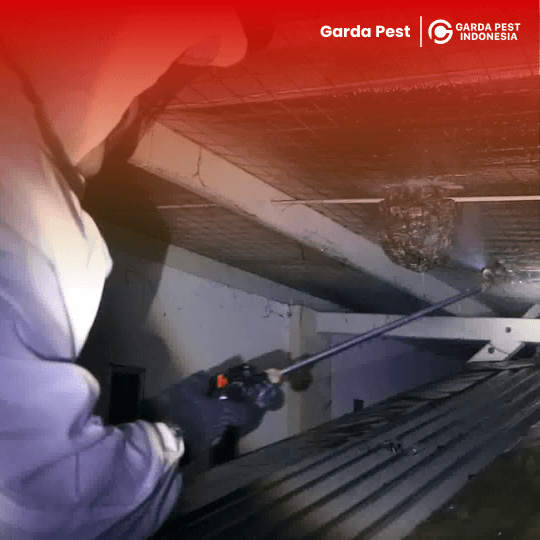 Jasa Pembasmi Tawon di Gunungpati Semarang