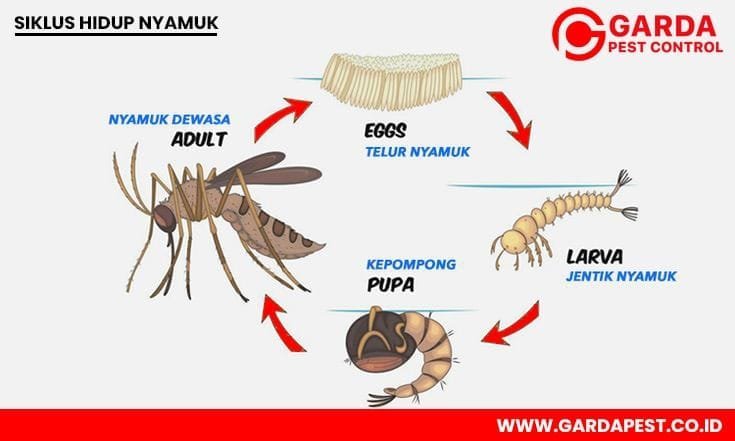Siklus Hidup Nyamuk