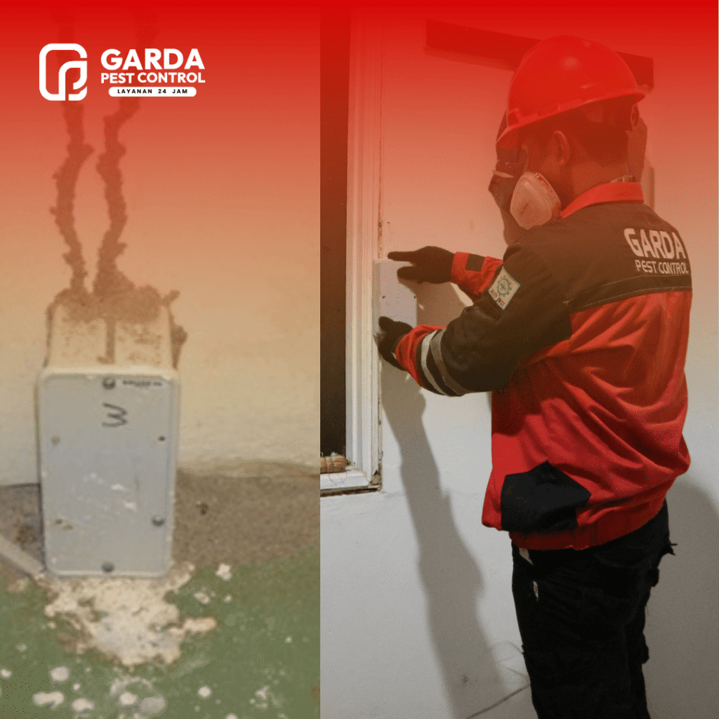 Jasa Anti Rayap di Gunungkidul Jogja Proses 1 Hari Baiting IG/AG