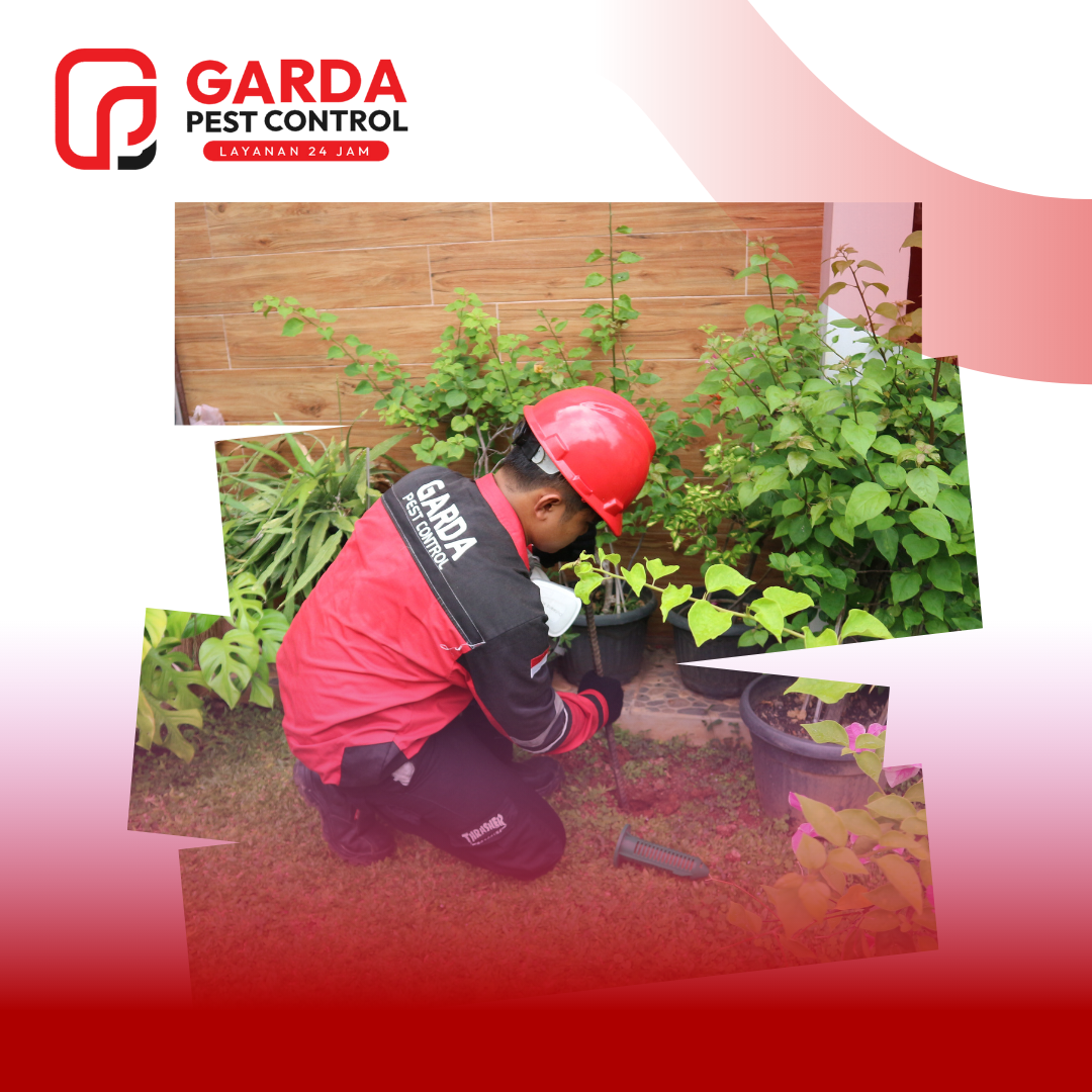 10 Cara Ampuh Membasmi Rayap Sampai ke Sarangnya