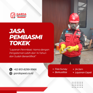 Jasa Tangkap Tokek Terbaik